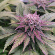 Purple Afghani Feminized Seeds