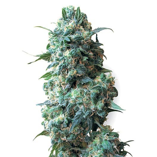 buy-premium-feminized-cannabis-Blueberry-Skunk-Seeds