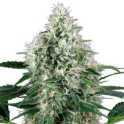 Buy White OG Feminized Seeds