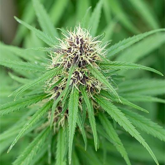 buy-premium-feminized-cannabis-El-Jefe-Seeds