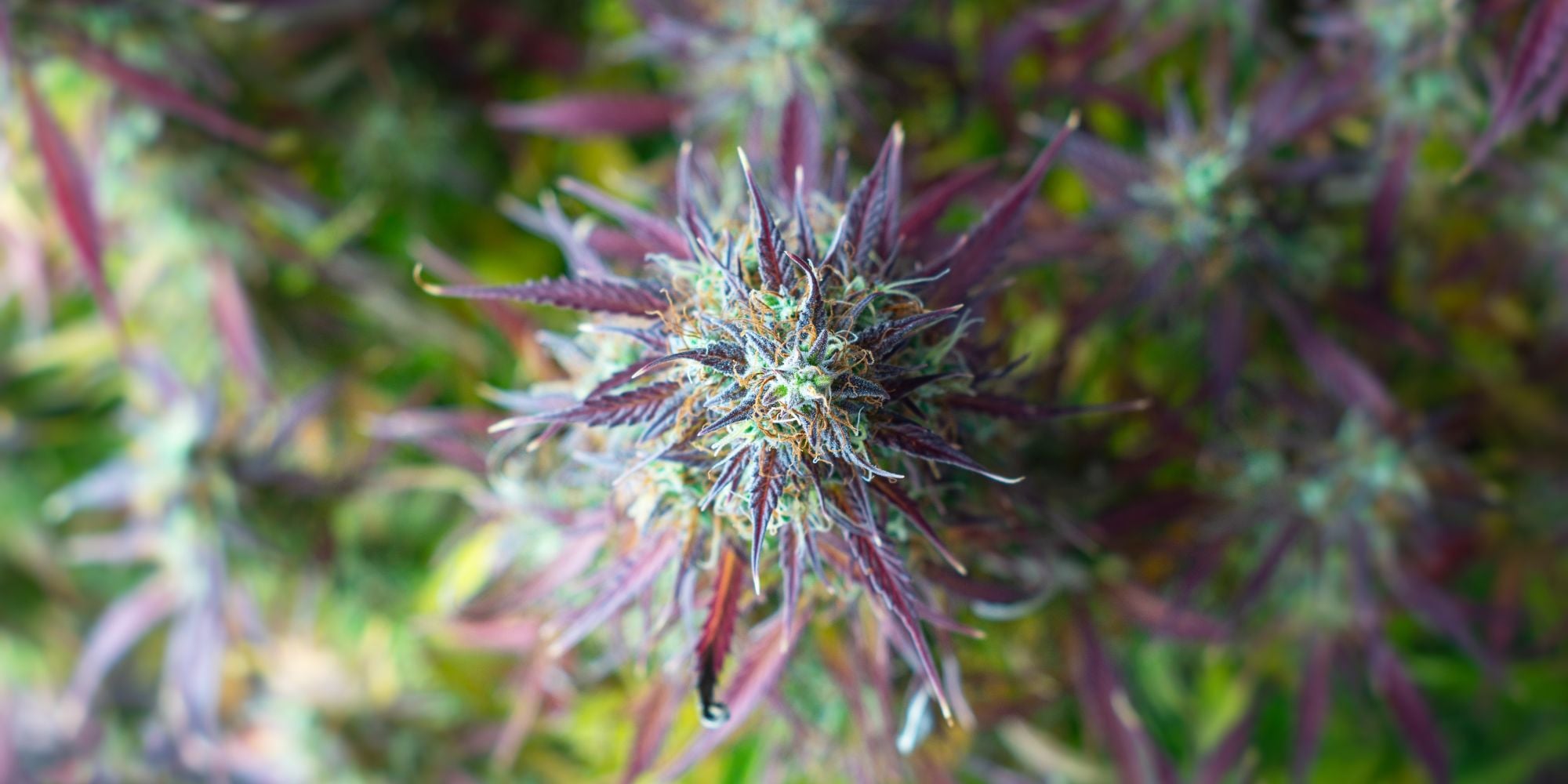 Marijuana Hangover