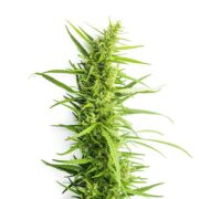 buy-premium-feminized-cannabis-Eran-Almog-Seeds