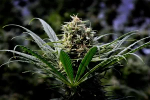 deliver Buy Marijuana Seeds in Saskatchewan