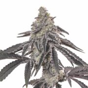 buy-premium-Autoflower-feminized-cannabis-Blue-Cinex-Auto
