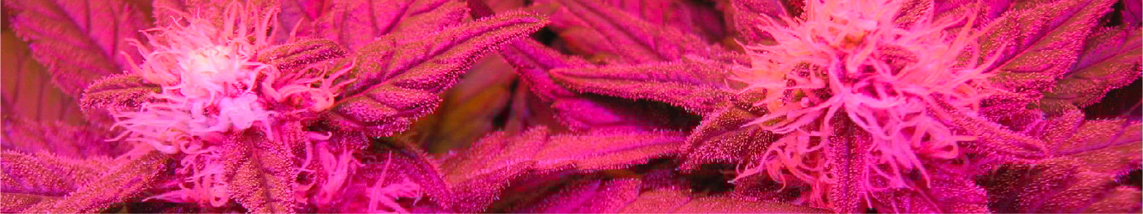 get Buy Marijuana Seeds in Alberta