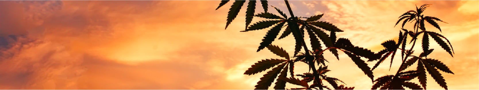 get Marijuana Seeds in British Columbia