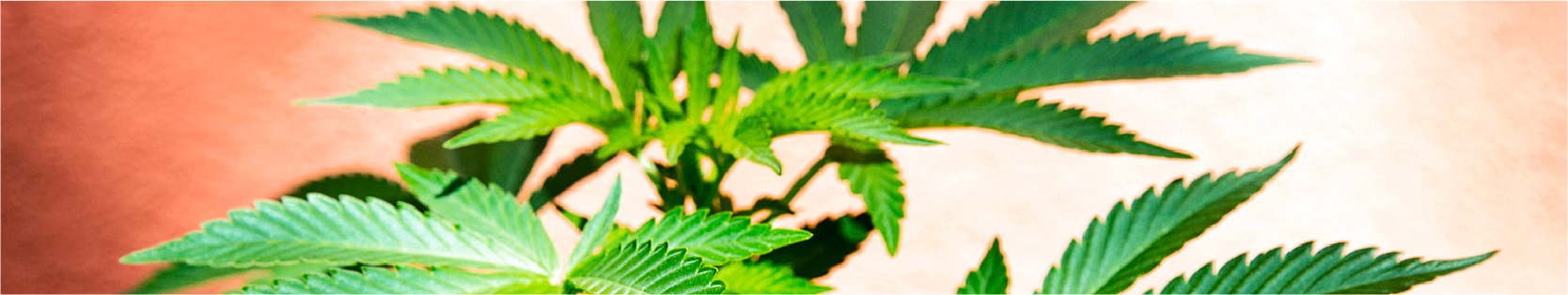 deliver Buy Marijuana Seeds in Northwest Territories