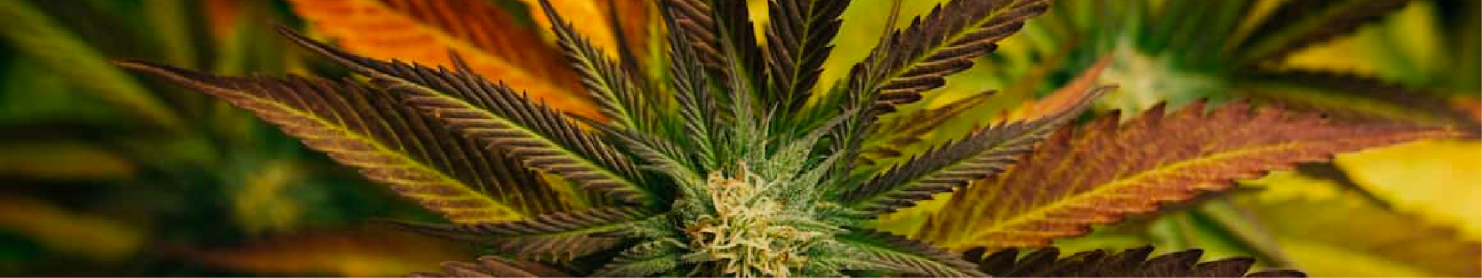 deliver Marijuana Seeds in Nunavut