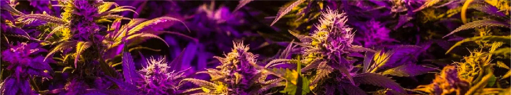 get Buy Marijuana Seeds in Ontario