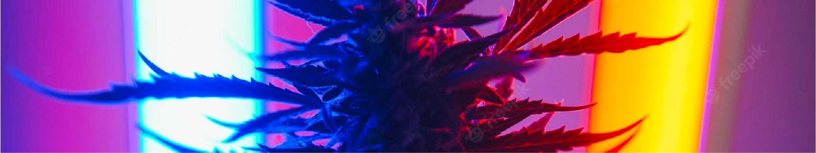 shop Buy Marijuana Seeds in Quebec