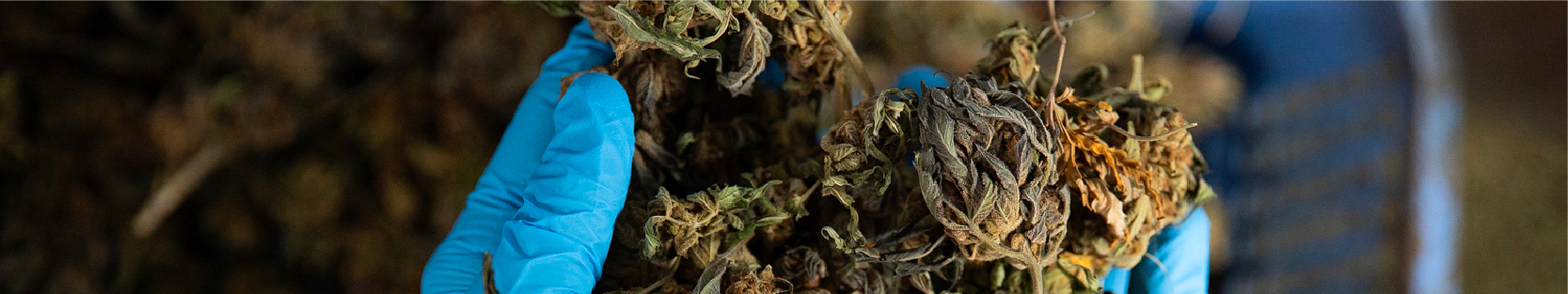 order Buy Marijuana Seeds in Saskatchewan