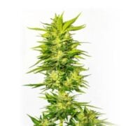 plant Lemon OG Kush Feminized Marijuana Seeds Borden