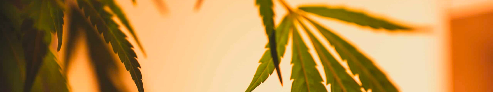 get Buy Marijuana Seeds in Newfoundland