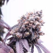 Purple Gorilla Autoflowering Feminized Seeds