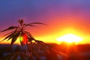 get Buy Marijuana Seeds in Newfoundland