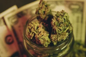 shop Marijuana Seeds in Ontario