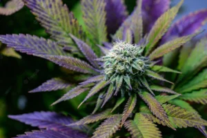 get Marijuana Seeds in Northwest Territories for sale