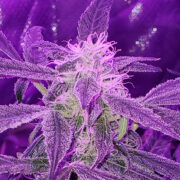 Galactic Jack Autoflowering Feminized Seeds