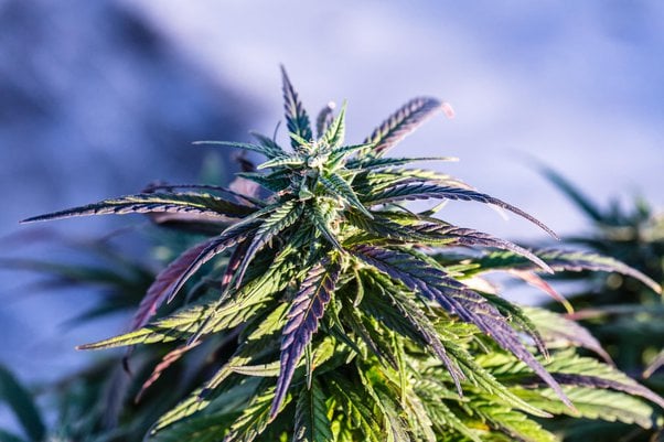 get Marijuana Seeds in Alberta