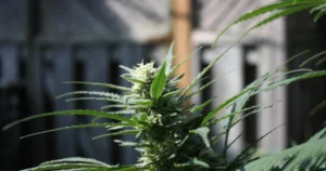 buy Marijuana Seeds in Northwest Territories