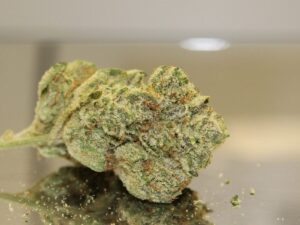 get Marijuana Seeds in Ontario