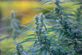 buy Marijuana Seeds in British Columbia for sale