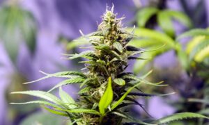 get Marijuana Seeds in Newfoundland for sale