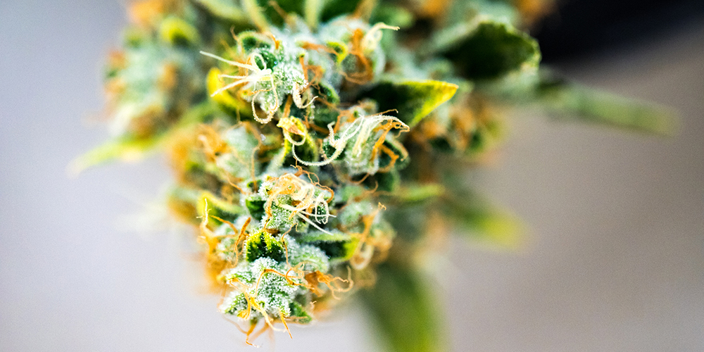 Healthy indoor cannabis plants in ready to harvest growth stage