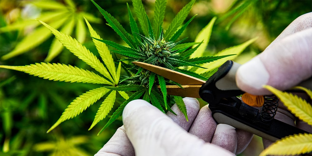 Worker cutting mature cannabis plants during harvest season on a licensed marijuana farm.