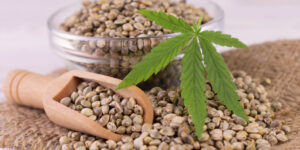 Healthy cannabis seeds with dark, glossy shells resting on a wooden surface.
