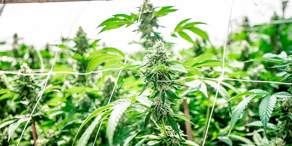 Pacific seed bank, growing your cannabis indoors