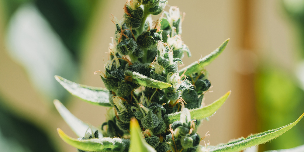 growing kush outdoors