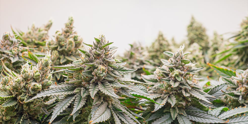 Close-up of a premium cannabis plant in a greenhouse, fully matured and ready for harvesting.
