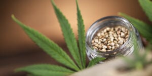 Various cannabis seeds that are beginner-friendly strains.