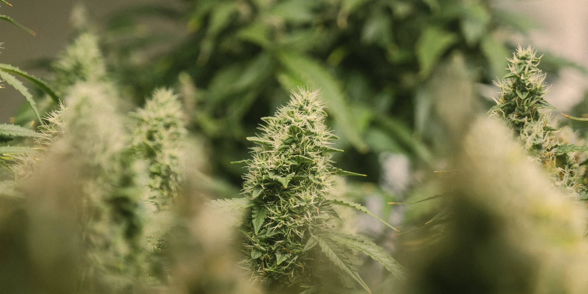 Eight weed seeds from Pacific Seed Bank that are great for outdoor growing