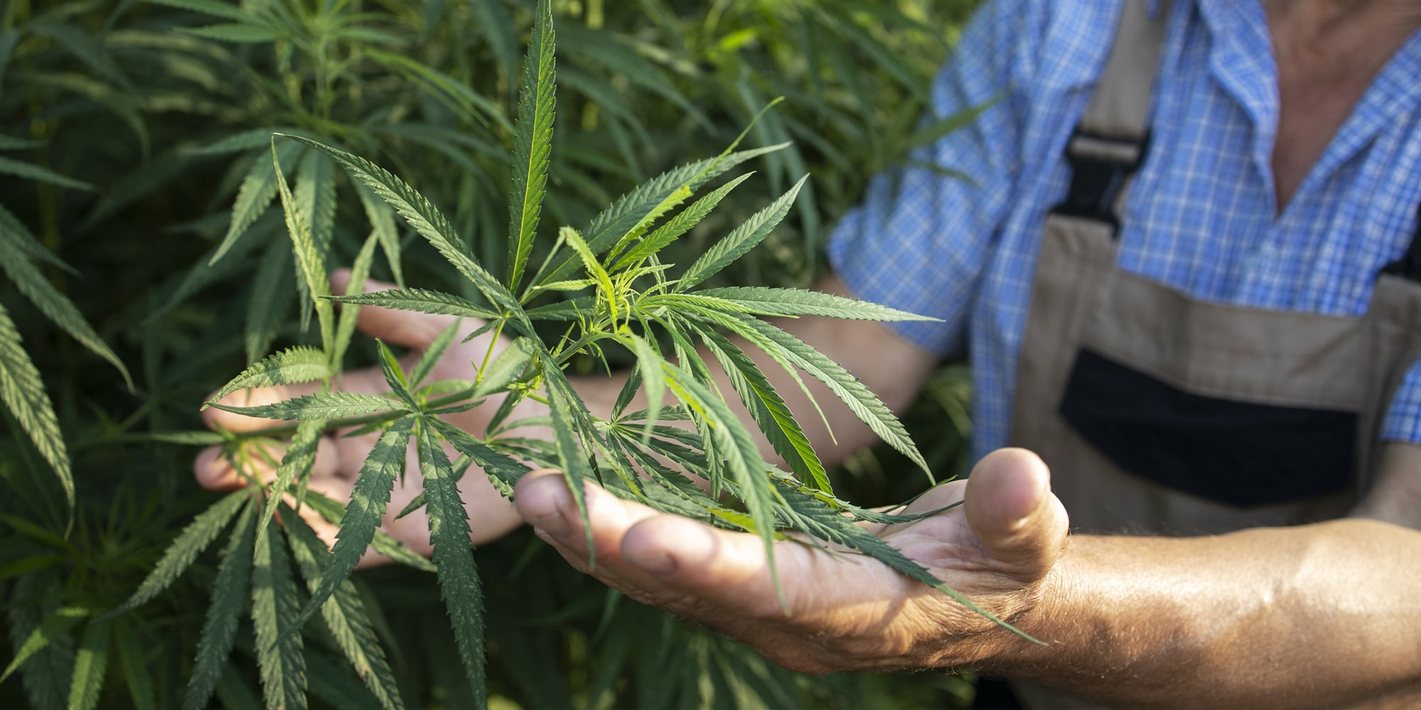Person closely examining a cannabis plant's nodes for early sex identification.
