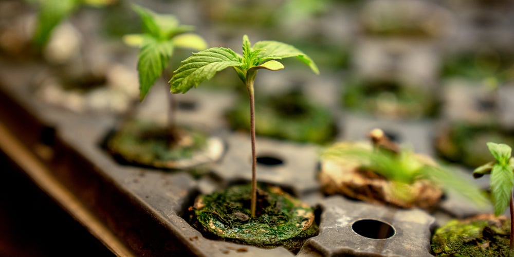 Young cannabis seedlings emerging from soil, representing autoflowering feminized strains during early growth.