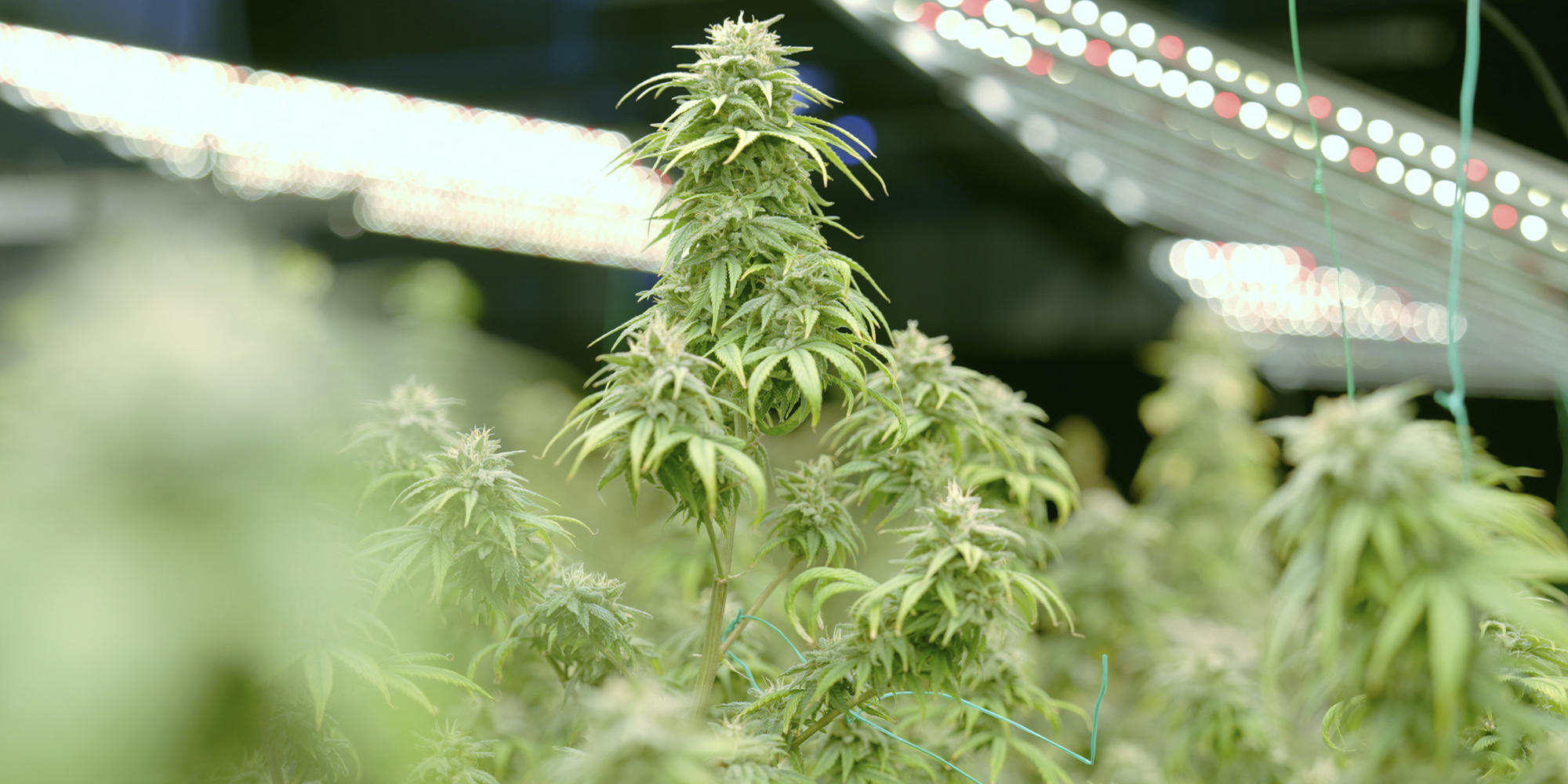 Close-up of cannabis buds in full bloom, showcasing dense trichomes and vibrant green leaves.