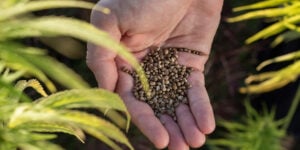 Healthy, firm cannabis seeds from Pacific Seed Bank