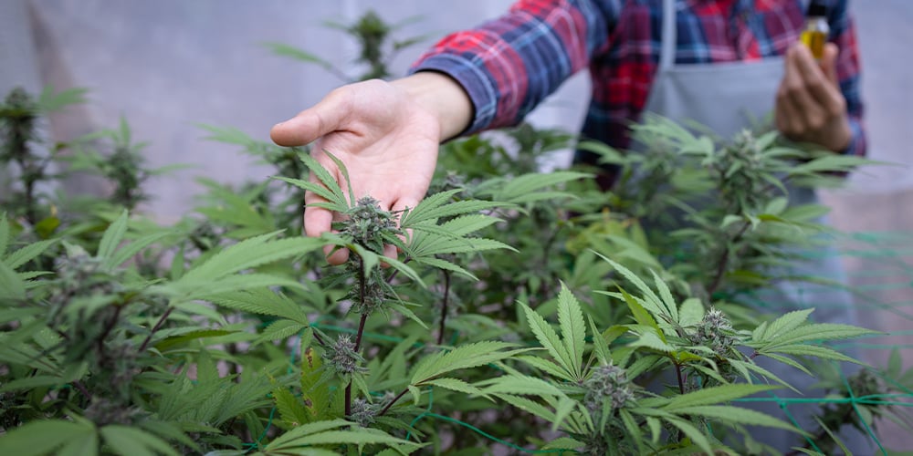 feminized cannabis seeds