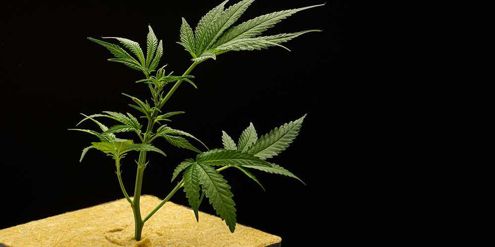 Young Cannabis Plant in Rockwool for Hydroponic Cultivation Close-up of a cannabis seedling growing in rockwool cubes, part of a hydroponic setup for indoor cultivation.