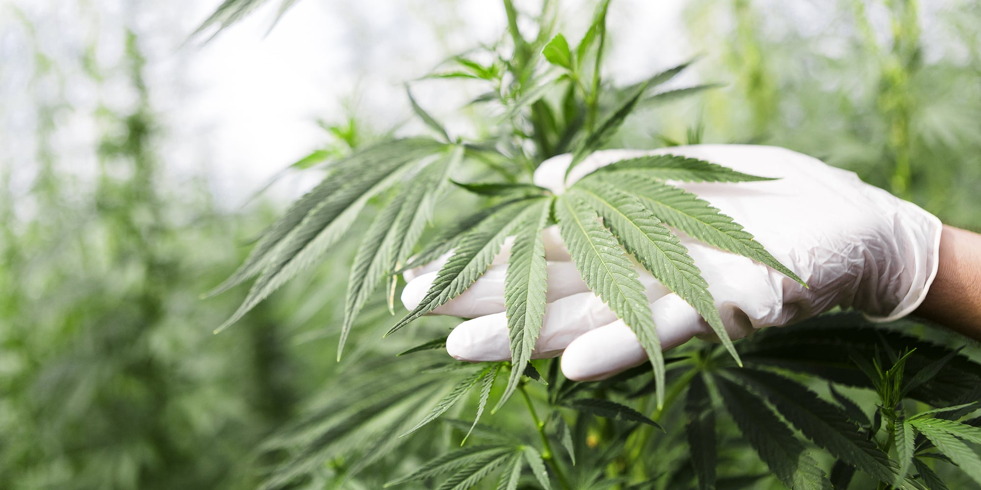 Looking for the perfect cannabis growing medium? Learn how to identify the unique benefits of soil-grown cannabis and hydro weed.