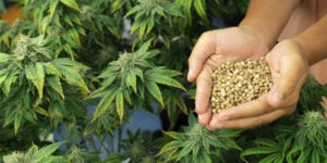 Handful of healthy cannabis seeds ready to be grown