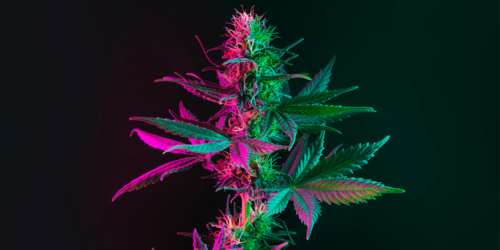 Cannabis plant in flowering stage against a black background, highlighting crystal-covered buds.