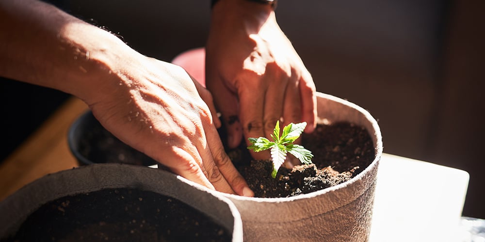 Man-Tending-Cannabis-Plant-Indoors Unrecognizable man wearing gloves tending to a cannabis plant in an indoor grow space.