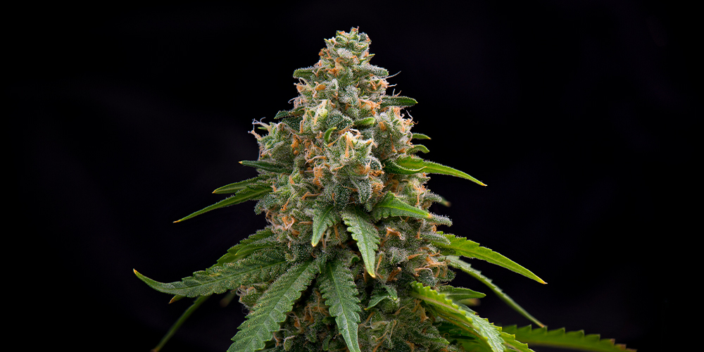 Dense white widow cannabis covered in orange pistils and trichomes during late flowering phase, ready for harvest.