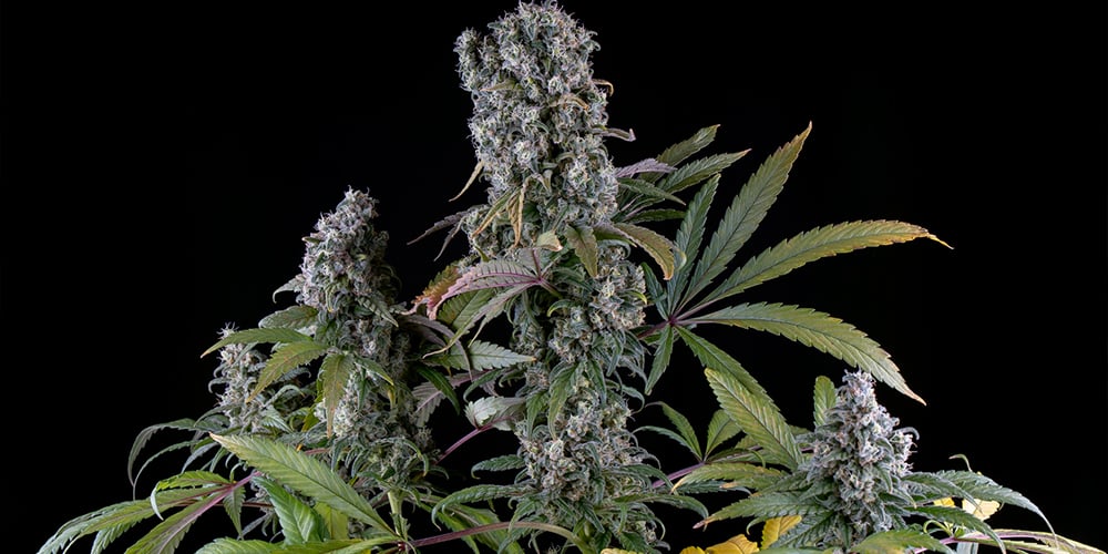 Close-up of a Skunk cannabis strain in full bloom, featuring frosty trichomes and orange pistils against a black background.