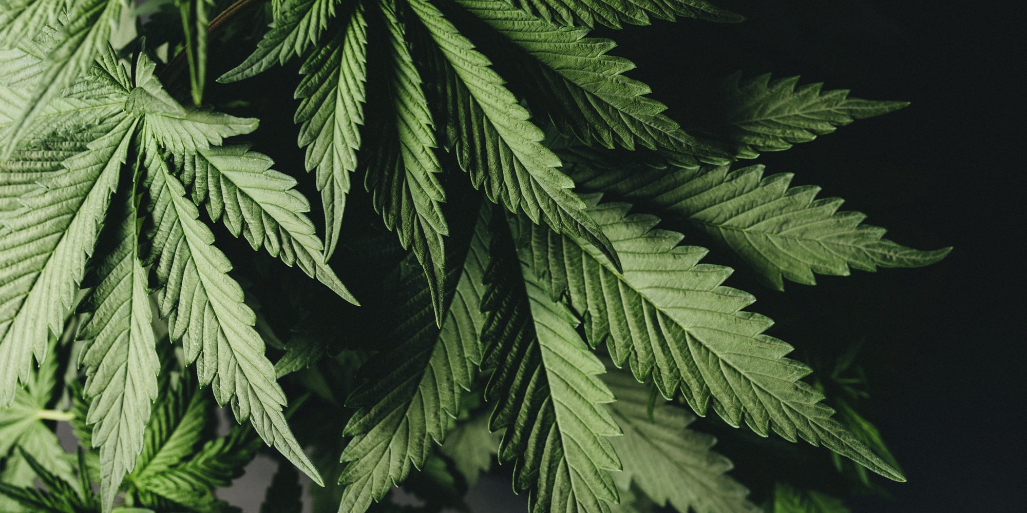 Looking to harvest marijuana quickly? Close-up view of wide autoflowering cannabis fan leaves on a healthy marijuana plant.