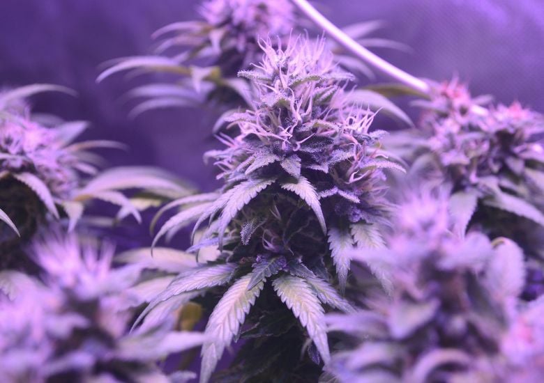 cannabis flowering stage