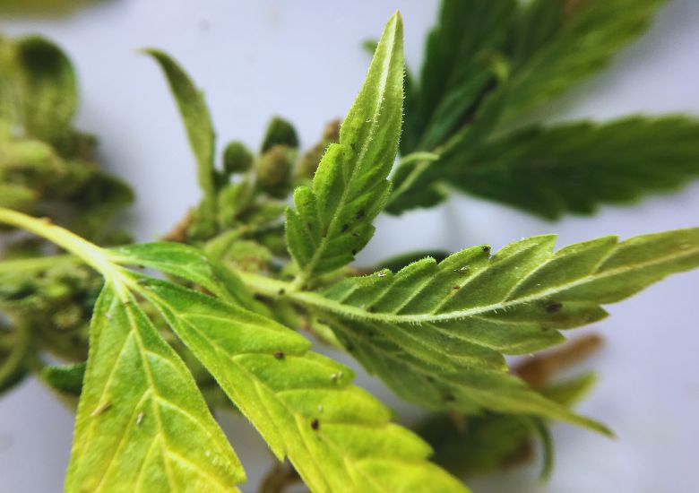 cannabis pests cannabis plant pests